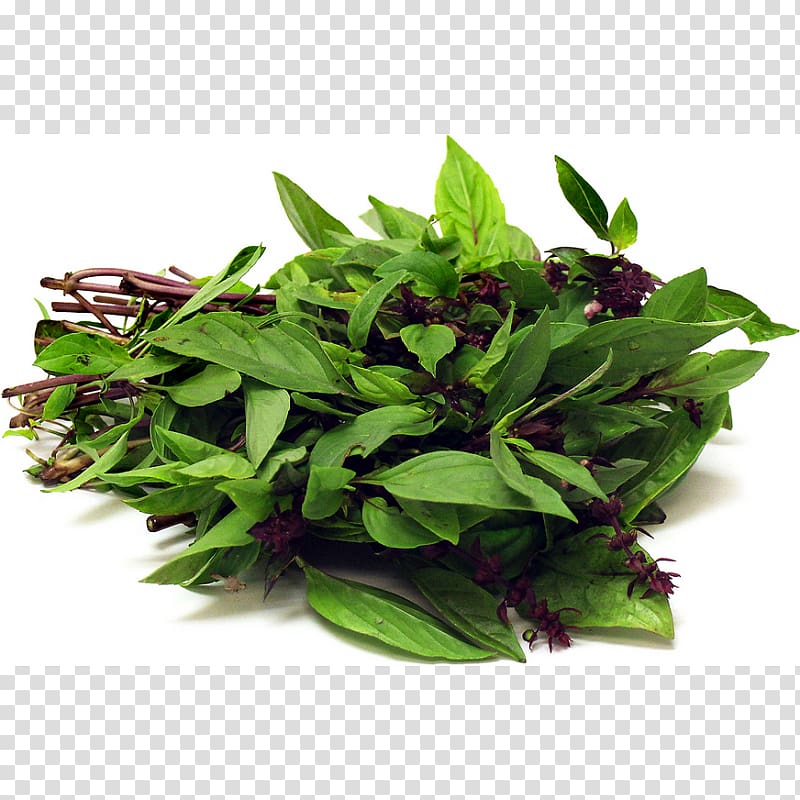 Seed ball Herb Basil Vegetable, basil transparent background PNG clipart