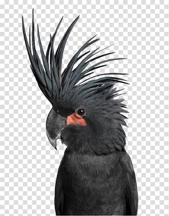 Bird Love OLSEN GALLERY Palm Cockatoo, Black Parrot transparent background PNG clipart