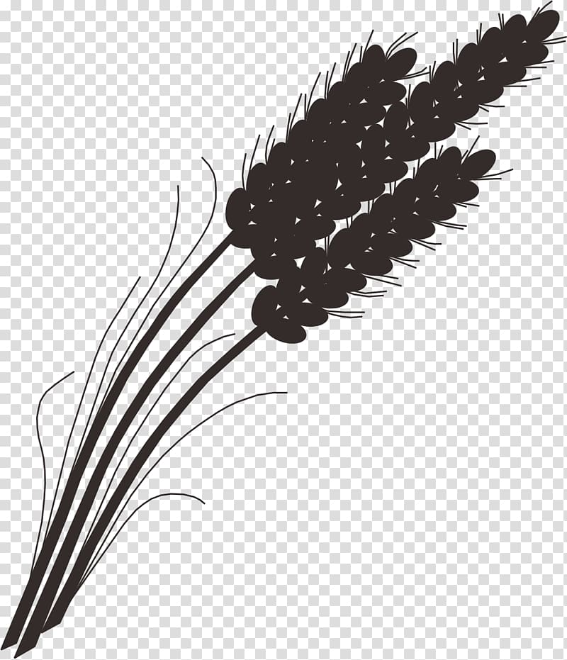 Rice gadu Barley Wheat Paddy Field, Rice wheat rice paddy transparent background PNG clipart