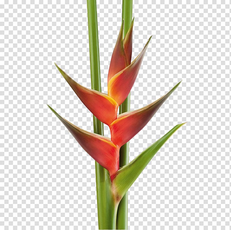 Cut flowers Heliconia bihai Strelitzia reginae Plant stem, tropical transparent background PNG clipart