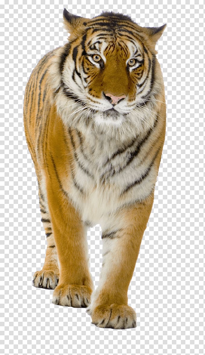 brown and white tiger, Tiger Close Up transparent background PNG clipart
