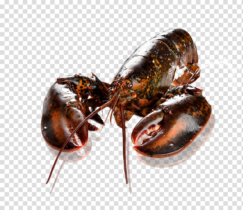 Canada Boston American lobster Palinurus, Brown lobster products in kind transparent background PNG clipart
