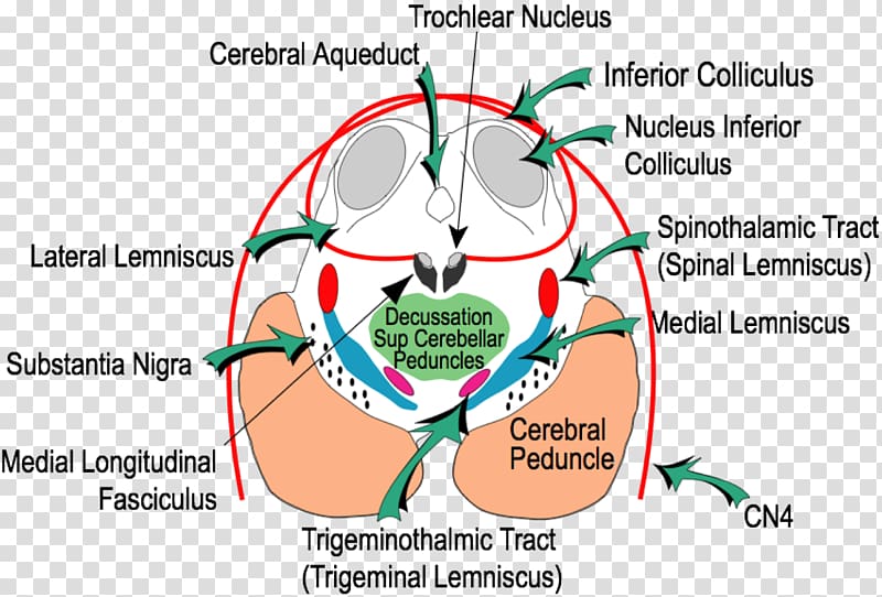 Inferior colliculus Superior colliculus Midbrain Tectum Brainstem, Brain transparent background PNG clipart