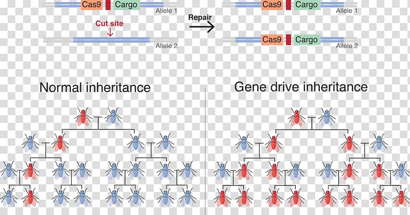 Gene drive Genetic engineering CRISPR Genetics, others transparent background PNG clipart