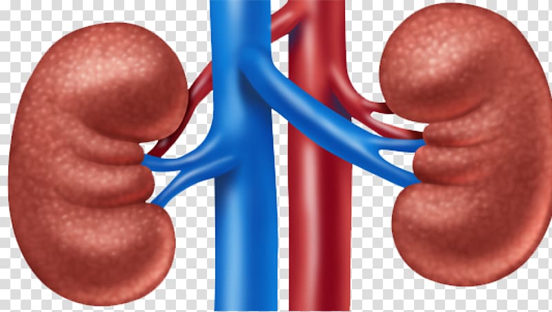 Acute kidney failure Organ Kidney disease , health transparent background PNG clipart