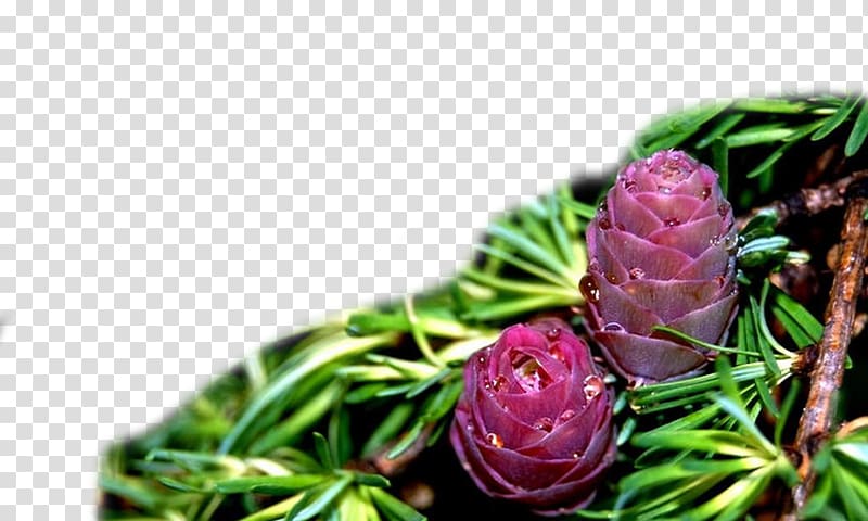 Conifer cone Pine Plant, Immature pine cone transparent background PNG clipart