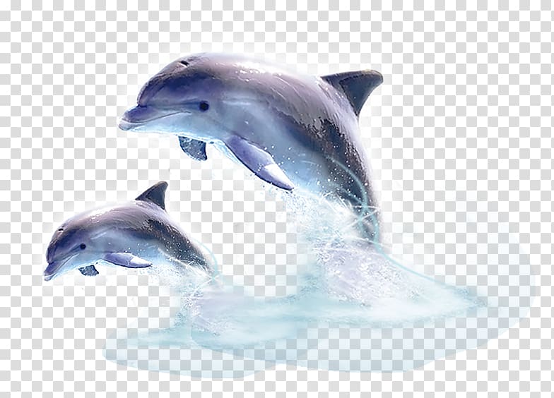 Common bottlenose dolphin Tucuxi Short-beaked common dolphin River dolphin, dolphin transparent background PNG clipart
