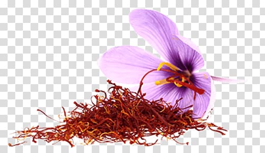 purple saffron crocus art, Saffron Flower transparent background PNG clipart