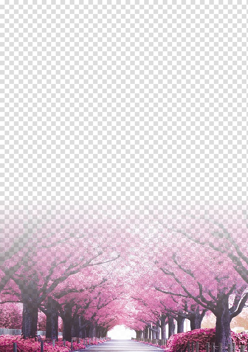 Tree Cherry blossom Trunk, Cherry background transparent background PNG clipart