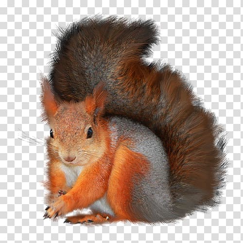Tree squirrels , others transparent background PNG clipart