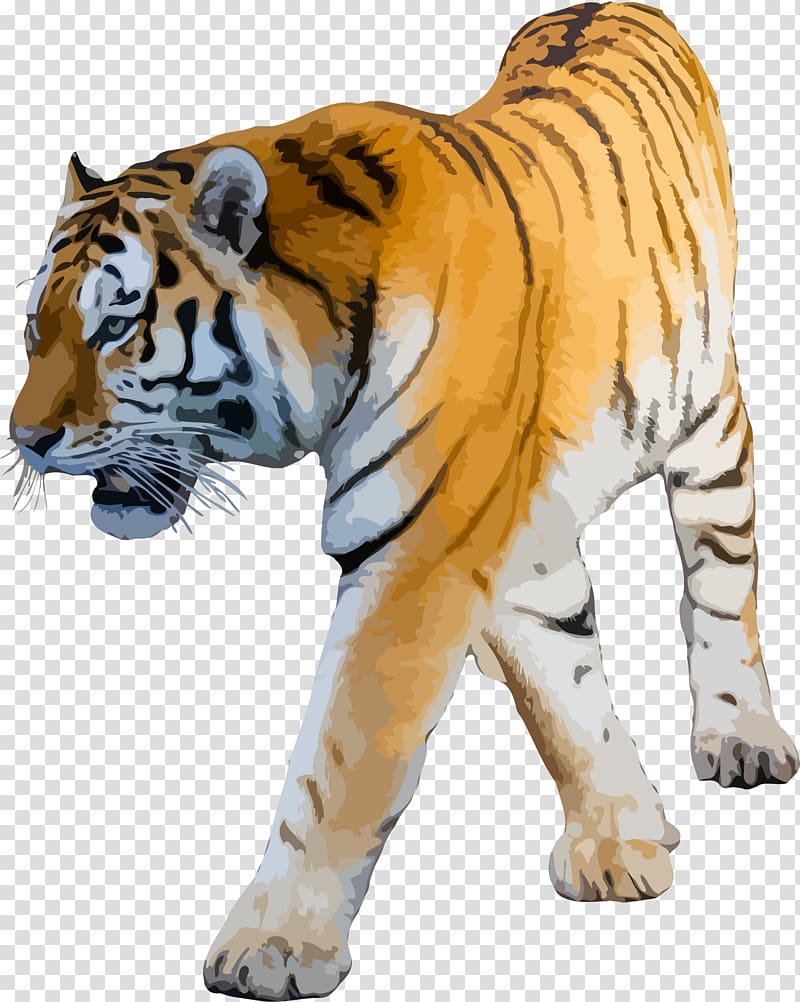 Felidae White tiger Siberian Tiger , tigers transparent background PNG clipart