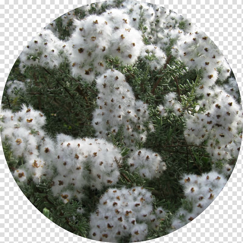 Eriocephalus africanus Species Plantarum Eucalyptus globulus Daisy family Marsh Labrador Tea, chamomile transparent background PNG clipart