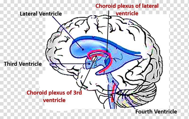 Ventricular system Choroid plexus Brain Fourth ventricle Lateral ventricles, Brain transparent background PNG clipart
