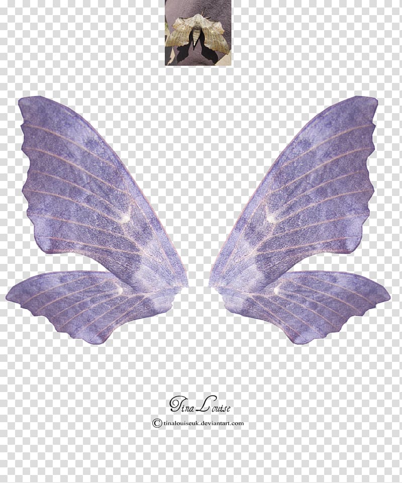 Fairy Art , wings transparent background PNG clipart