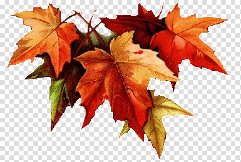 Autumn leaf color Drawing Colored pencil, autumn transparent background PNG clipart