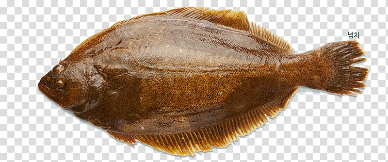 Olive flounder Ridged-eye flounder Sole Seafood, Captain's Catch Seafood transparent background PNG clipart