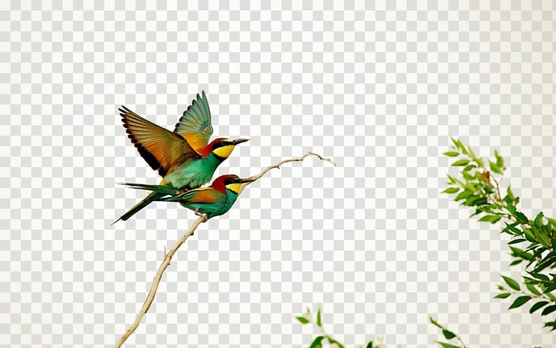 Hummingbird European bee-eater , Graffiti transparent background PNG clipart