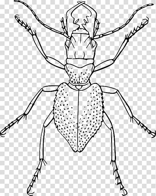 Beetle Drawing Line art , cockroach transparent background PNG clipart