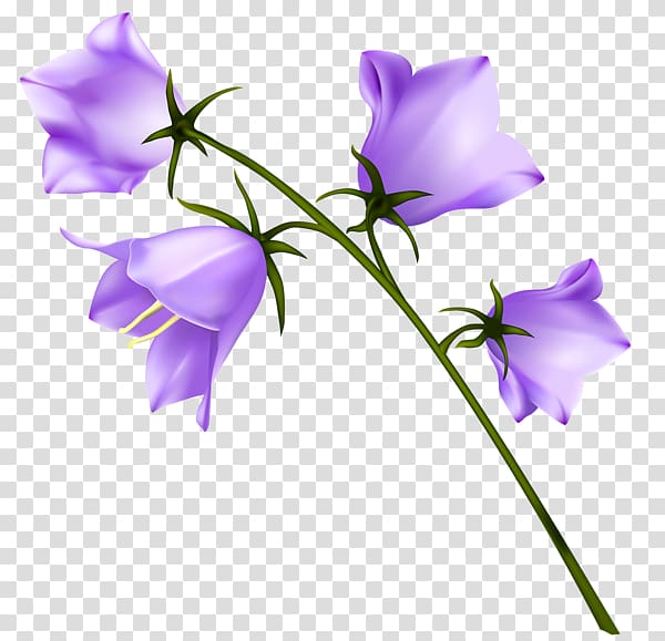 Campanula carpatica Harebell Campanula persicifolia , spring transparent background PNG clipart