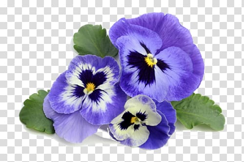 Pansy Violet Flower , violet transparent background PNG clipart