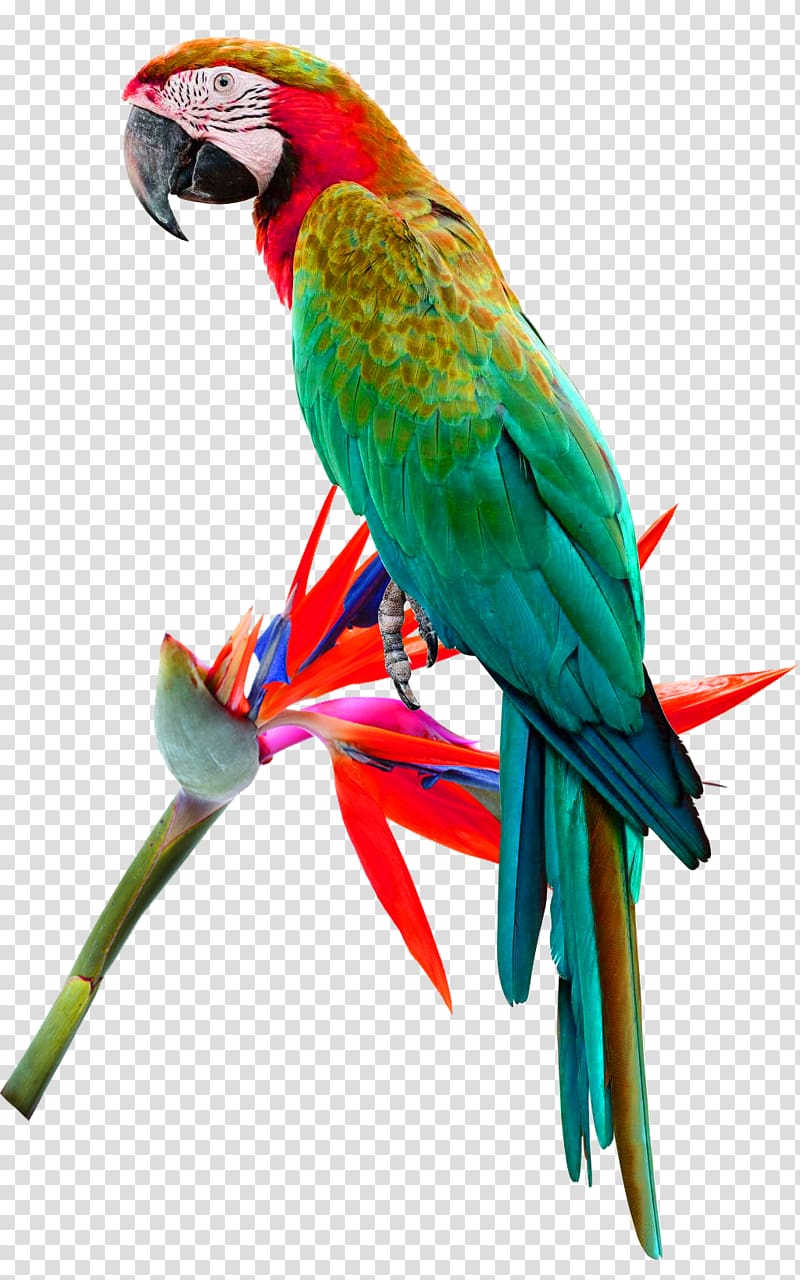 Bird Red-lored amazon Red-and-green macaw Cockatoo Cockatiel, Green simple parrots decorative pattern transparent background PNG clipart