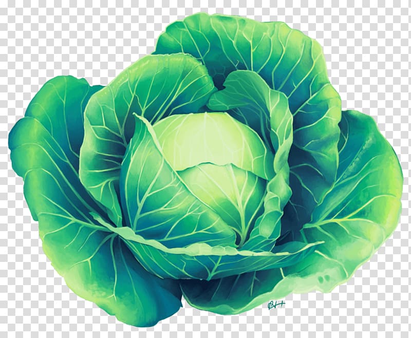 Savoy cabbage Leaf vegetable, cabbage transparent background PNG clipart