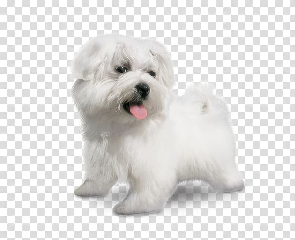 Maltese dog Coton de Tulear Little lion dog Havanese dog Bolognese dog, small dog breeds transparent background PNG clipart