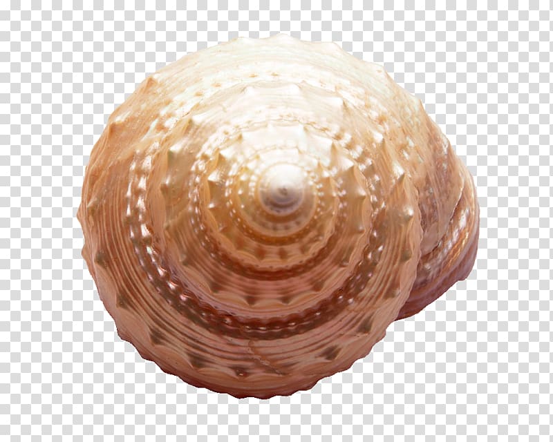 Seashell Sea snail Marine, conch transparent background PNG clipart