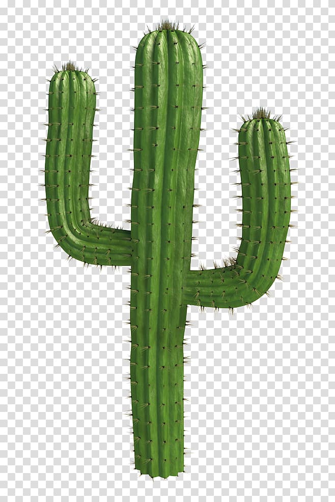 Cactus Transparent PNG Clip Art Image​