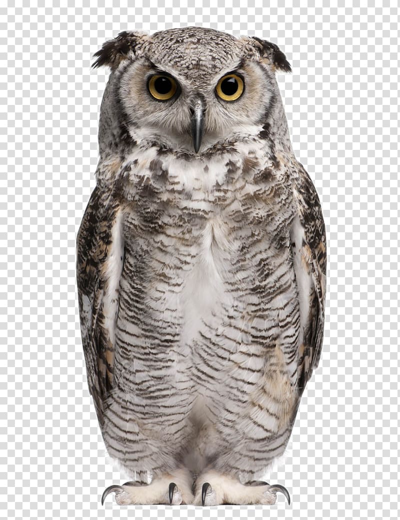 gray owl, Great Horned Owl Eurasian eagle-owl Snowy owl Barn owl , Lovely Owl transparent background PNG clipart