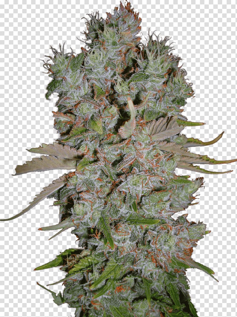 Marijuana Autoflowering cannabis Blueberry Cannabis ruderalis, skunk transparent background PNG clipart