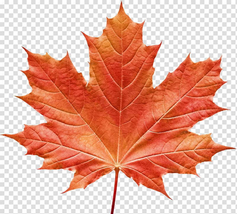 Vermont Maple Festival Maple leaf Portable Network Graphics, Leaf transparent background PNG clipart