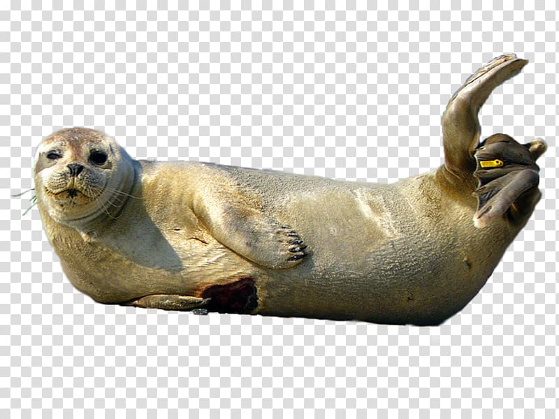 Harbor seal Spotted seal Seehund-Aufzuchtstation A Seal Pusa, harbor seal transparent background PNG clipart