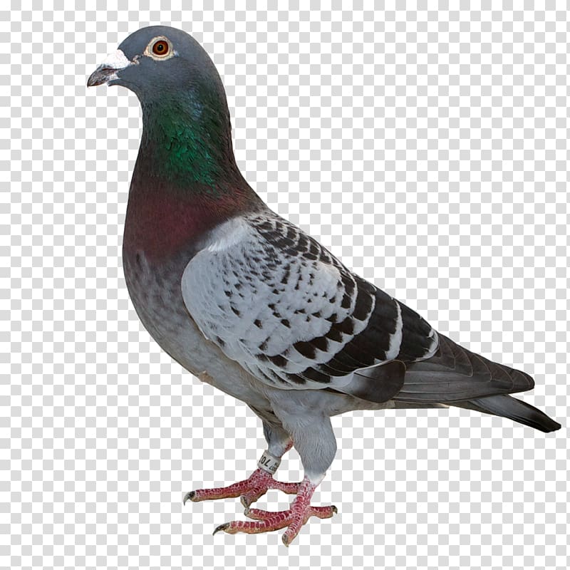 Pit bull Columbidae Domestic pigeon dove, yucca transparent background PNG clipart