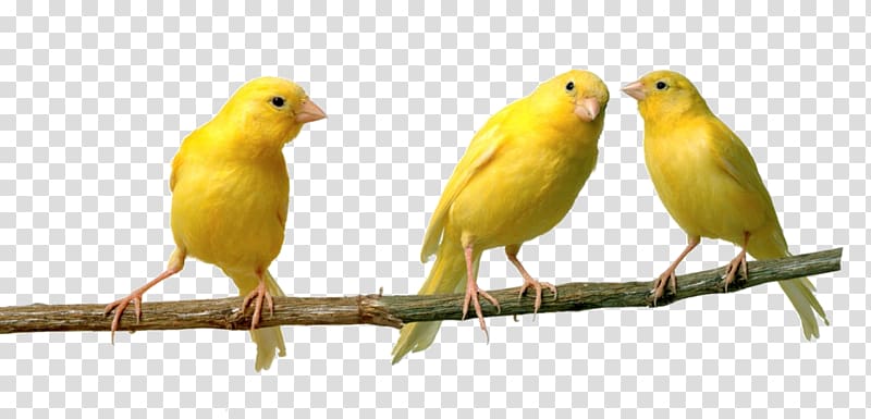 Red factor canary Bird vocalization Spanish Timbrado Finch, canary transparent background PNG clipart