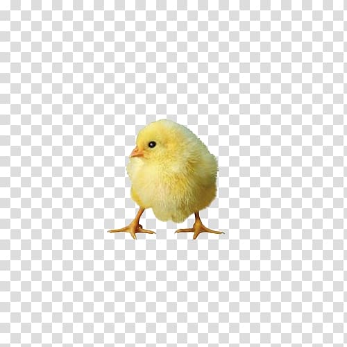 Chicken Duck Domestic goose Poultry Live, New born chick transparent background PNG clipart