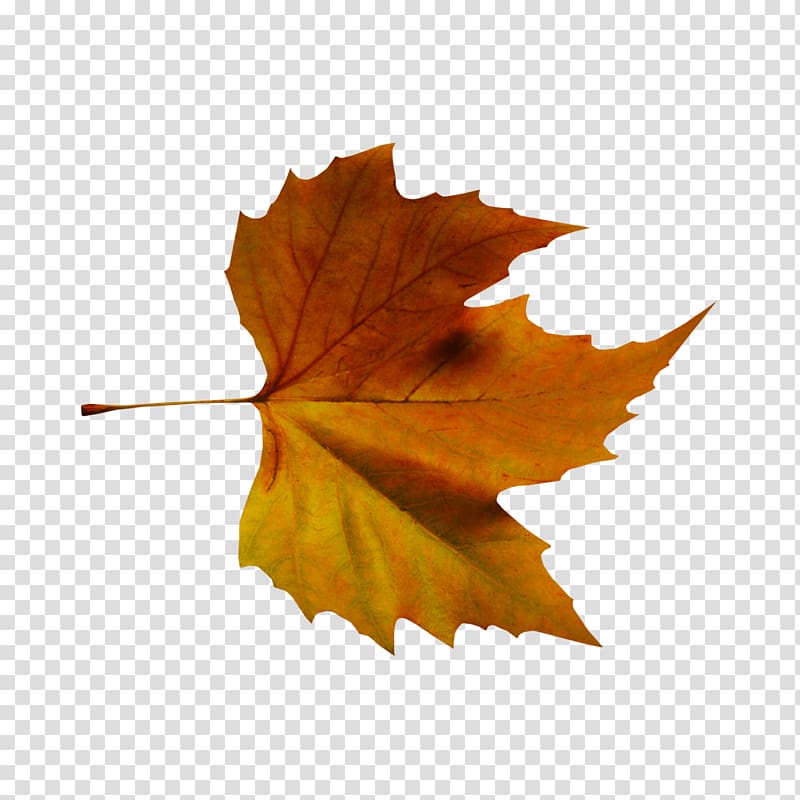 Autumn leaf color Tree Plant, Leaf transparent background PNG clipart