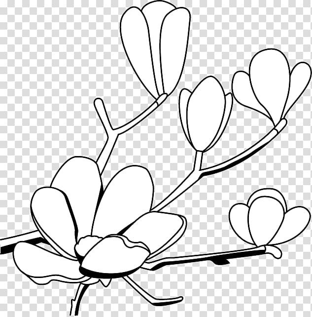 Southern magnolia Drawing , Magnolia transparent background PNG clipart