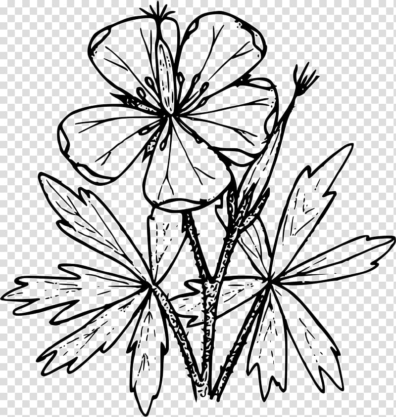 Geranium viscosissimum Drawing Geranium maculatum, flower transparent background PNG clipart