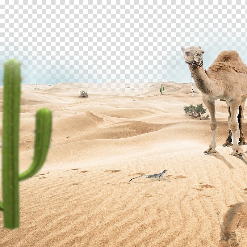 Camel Car Poster, desert transparent background PNG clipart