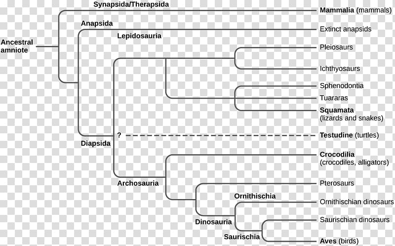 Turtle Amniote Amphibian Evolution Diapsid, turtle transparent background PNG clipart