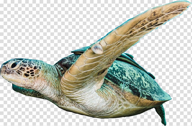 Loggerhead sea turtle Loggerhead Marinelife Center Camera, turtle transparent background PNG clipart