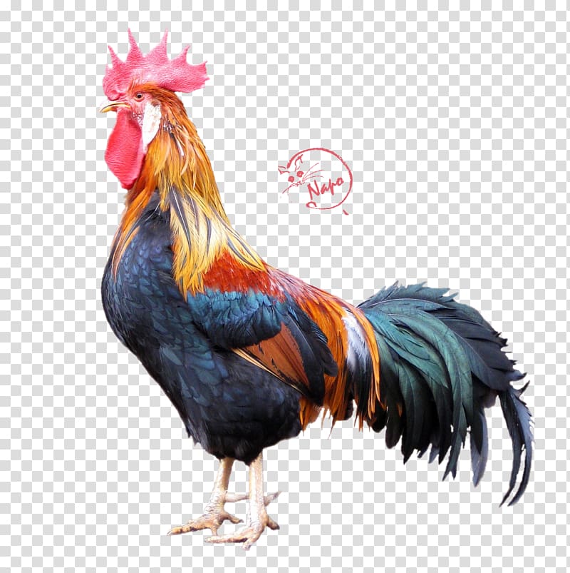 Gallic rooster Yokohama chicken Modern Game fowl Leghorn chicken, coq transparent background PNG clipart