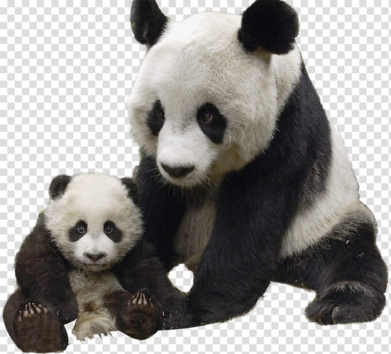 adult panda, Giant panda Polar bear Red panda Raccoon, Panda transparent background PNG clipart
