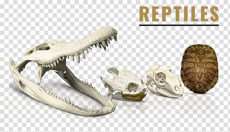 SKELETONS: Museum Of Osteology Reptile Skulls Unlimited International, Salamander Frog Skeleton transparent background PNG clipart