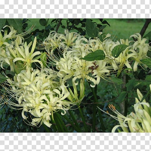 Honeysuckle SGX:Q5T Jessamines Subshrub, spider lily transparent background PNG clipart