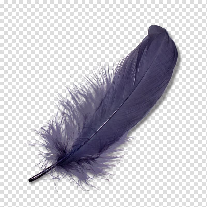 black feather art, Feather , Purple feathers falling transparent background PNG clipart
