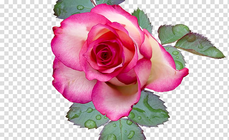 Garden roses Cabbage rose Flower Floribunda , bunga mawar transparent background PNG clipart