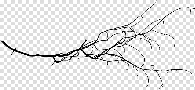 Twig Tree Leaf Branch, tree top transparent background PNG clipart