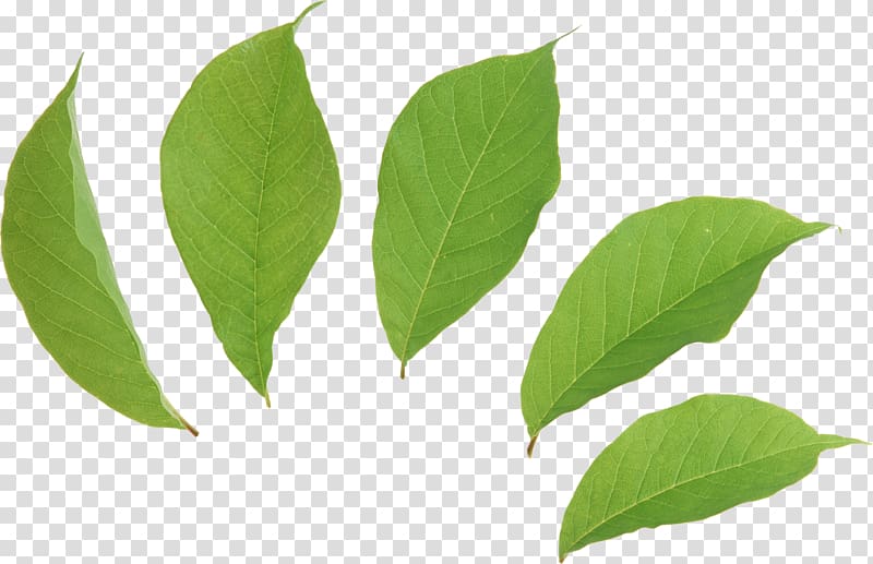 Leaf Tea Green Euclidean , Green leaves transparent background PNG clipart